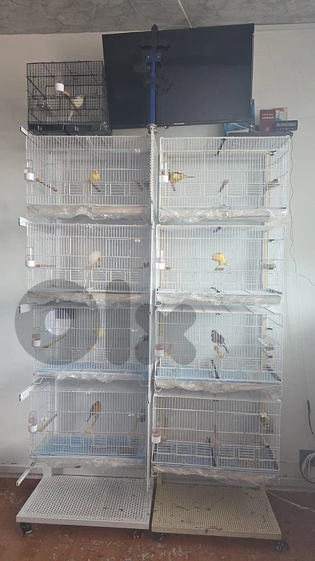 cage canary