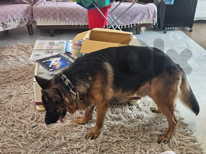 german shephered