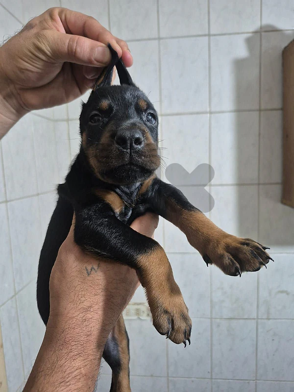 Dobberman puppies