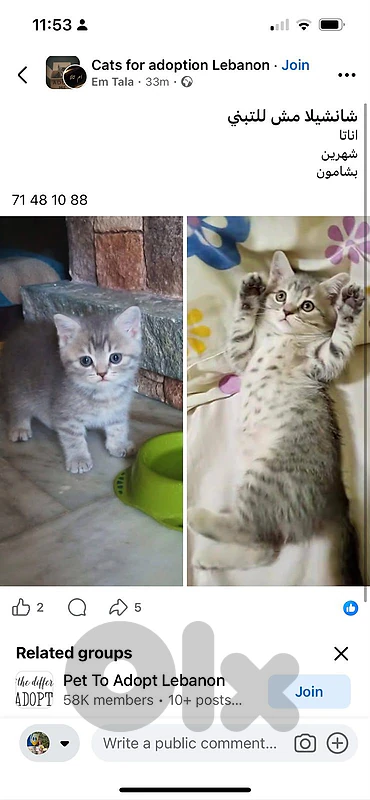 شانشيلا.. chanchila mix