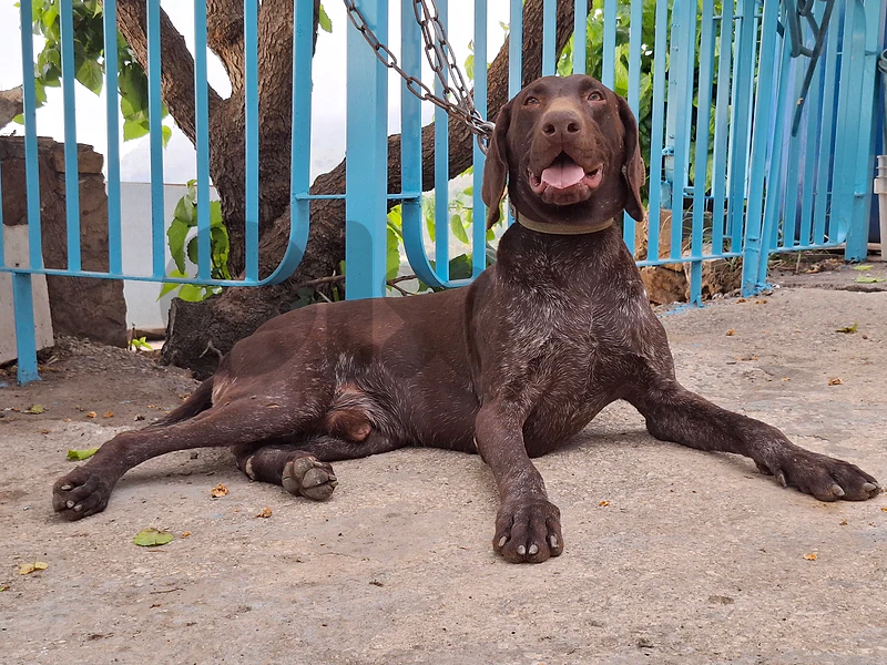 GSP_Malinois_Pointer_Epagniol_Cats_Golden