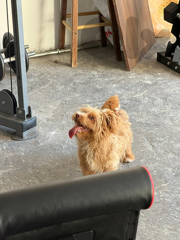 maltipoo pure