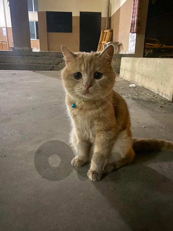 Affectionate & Calm Cat Looking for a Loving Forever Home 🐾