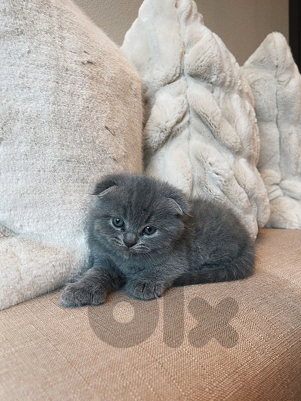 pure Scottish fold and British kittens HIGHEST QUALITY