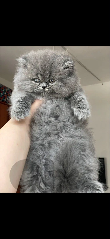 british longhair