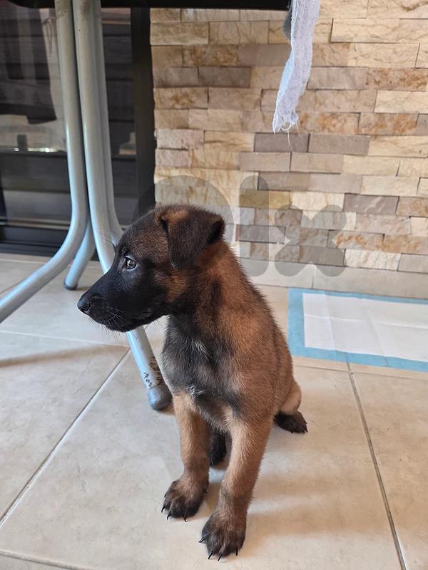 belgian malinois puppy