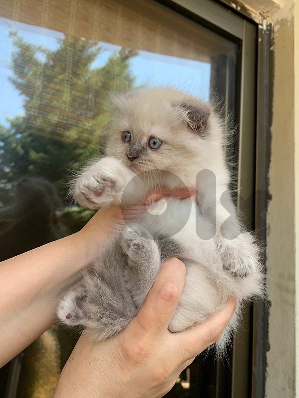 cats for sale