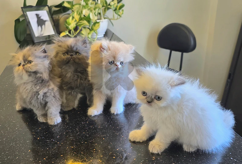 persian kittens