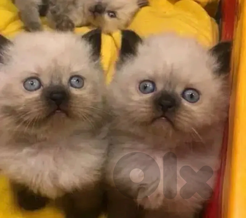 pure breed himalayan blue eyes