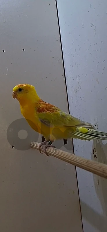 رد رامب طفرة نادرة جدا