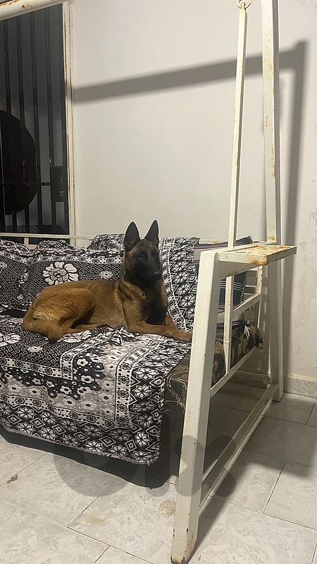 Malinois