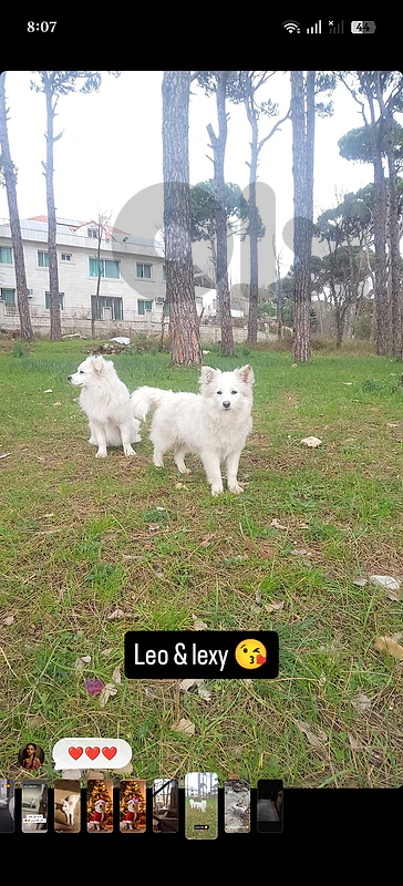 lulu female dog
