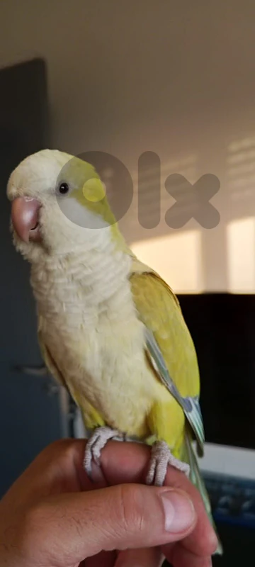 Male Quacker bird for sale with the cage 03544002