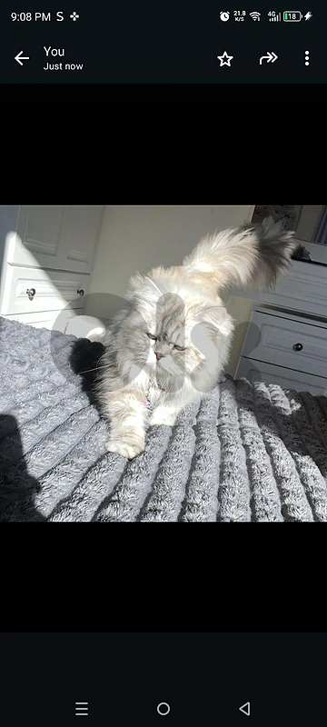 silver chinchilla