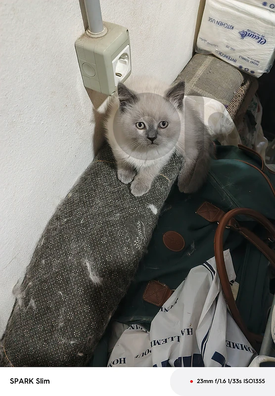 2 cats for sale
