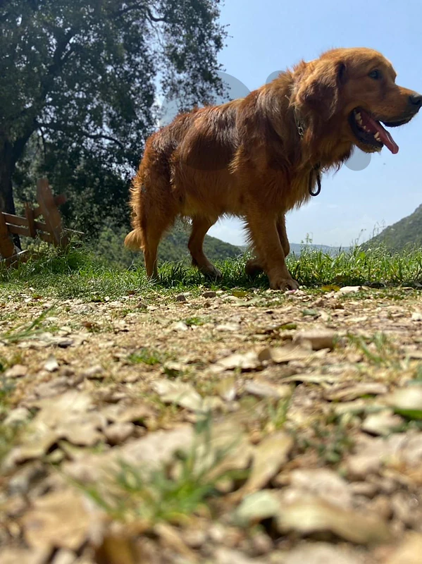 Rocky Male Golden For sale