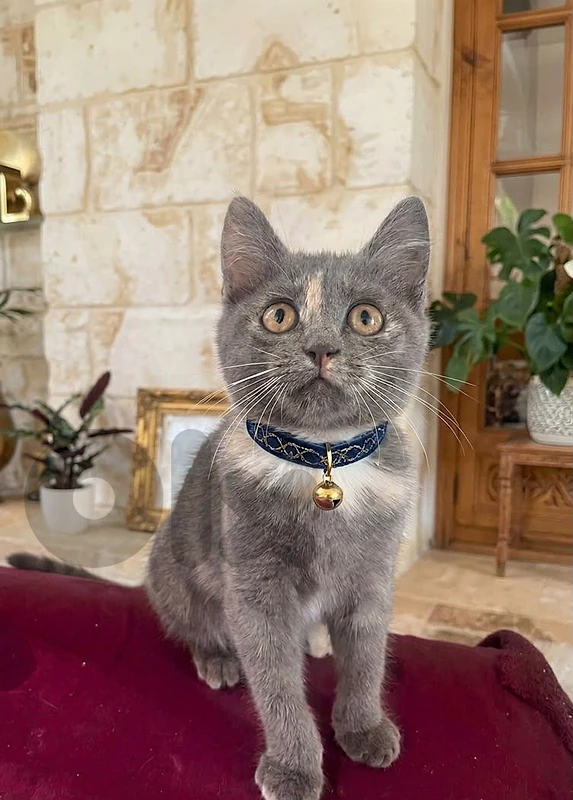 4months old British  kitten 30$