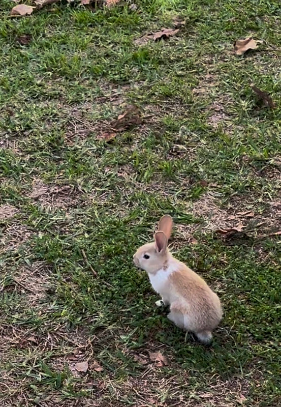 Adult female rabit and her kit