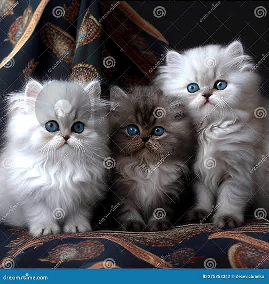 silver chanchilla