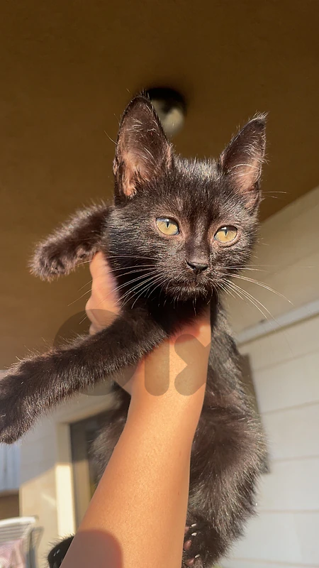 black kitten