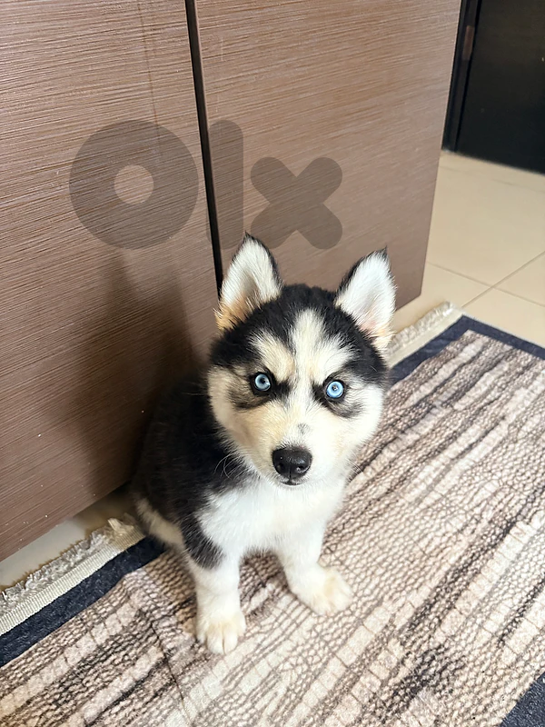 siberian Husky