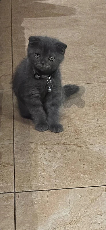 Scottish Fold Kittens