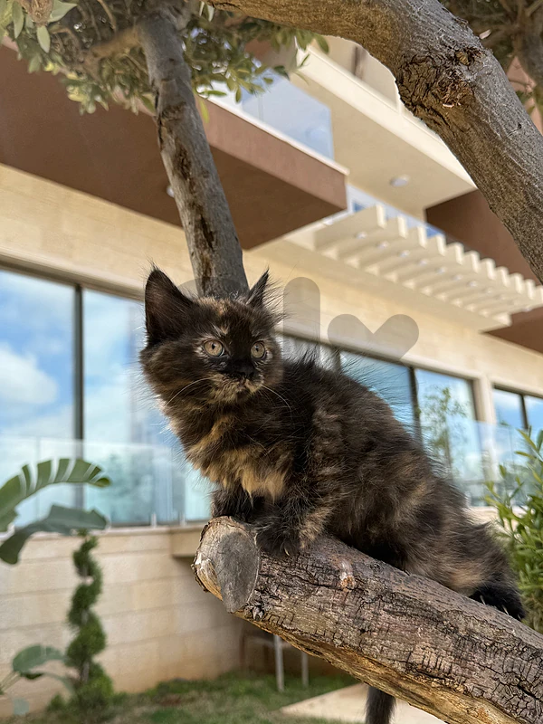 Kitten For Adoption