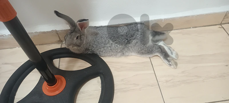 rabbit
