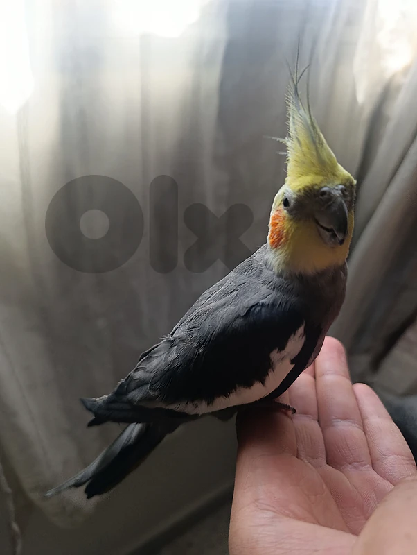cockaitel for sale