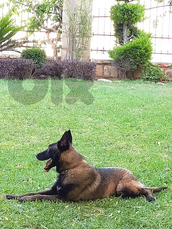 dog/malinois