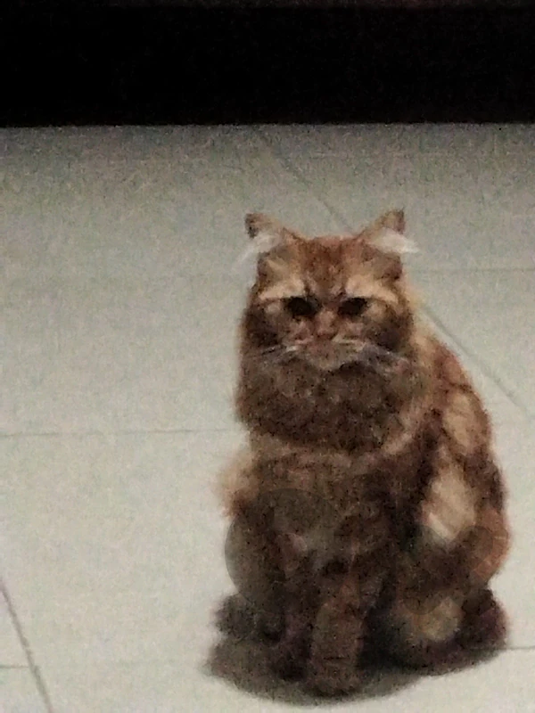 for adoption bandou2 maicoon
