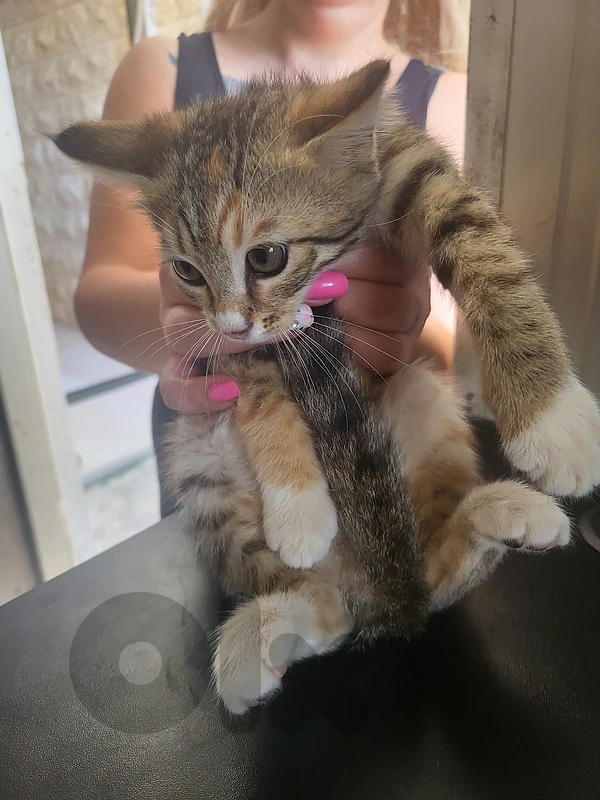 silly rebelious kitten for sale