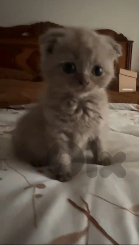 special prices Scottish fold kittens