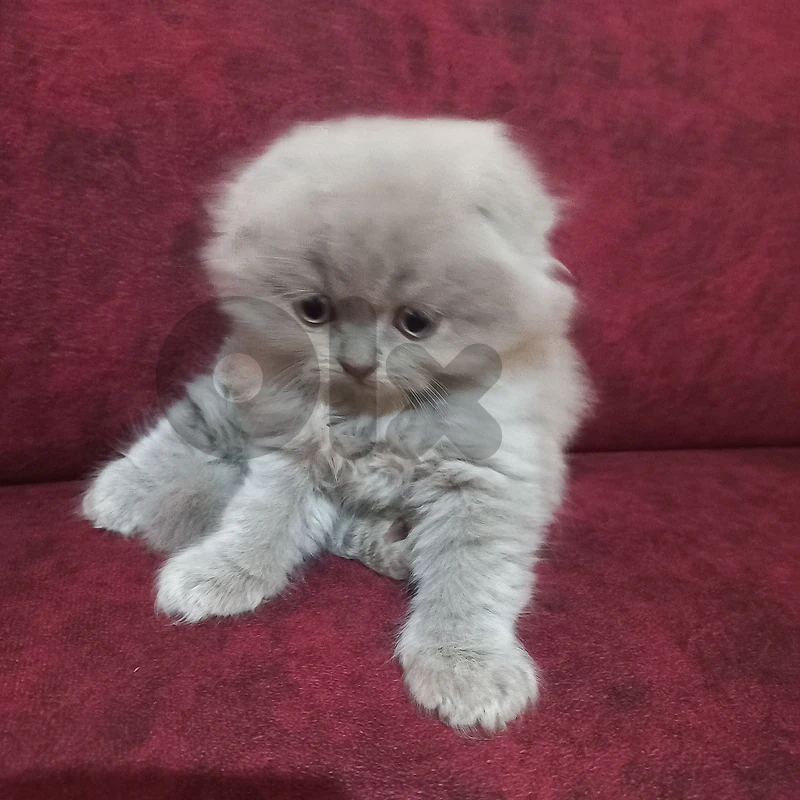 catss