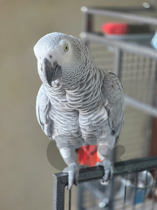 دوحة عرمون