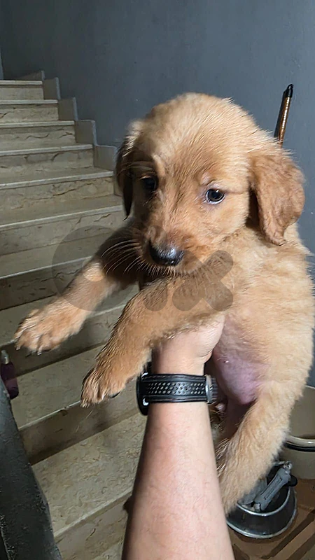 golden retriever