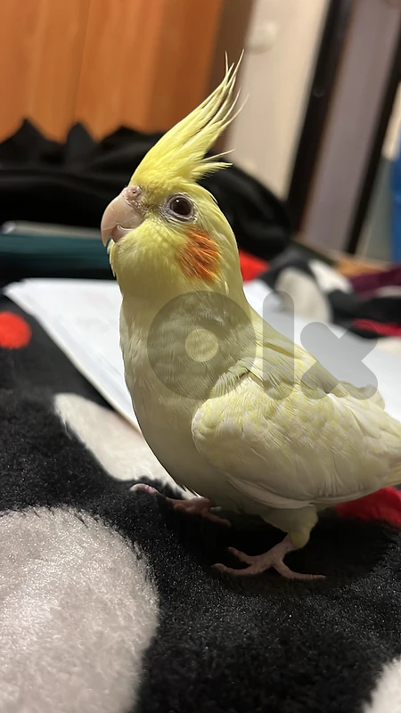 karawan (cockatiel)