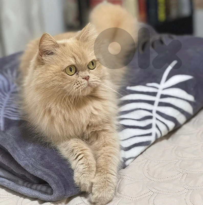 Female Cat for Adoption