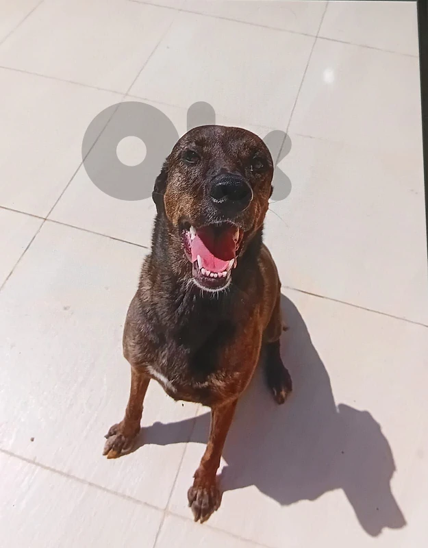 best dog