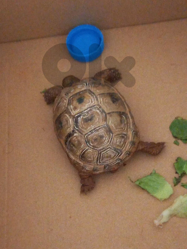 Turtle for adoption