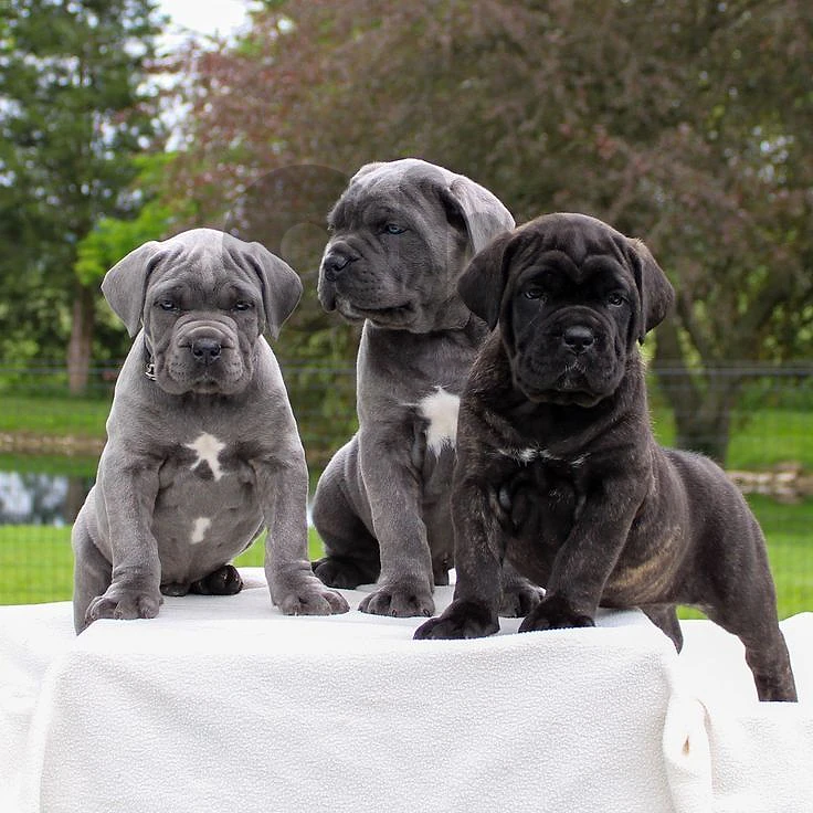 Premium Cane Corso Puppy – Loyal, Powerful & Intelligent 🐾
