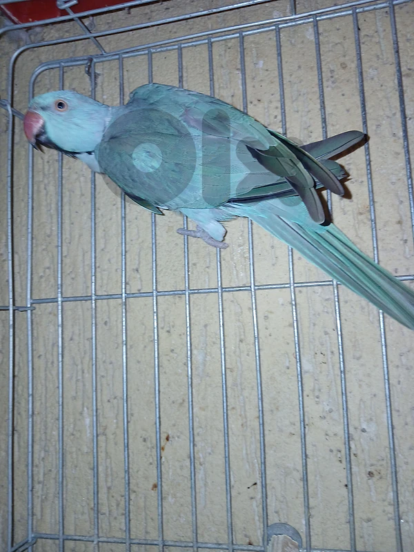 دكر درة ازرق