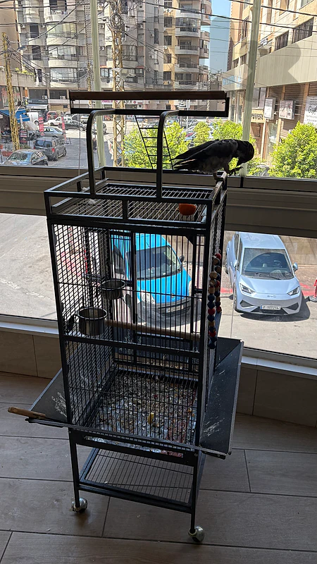 grey parrot Timoneh