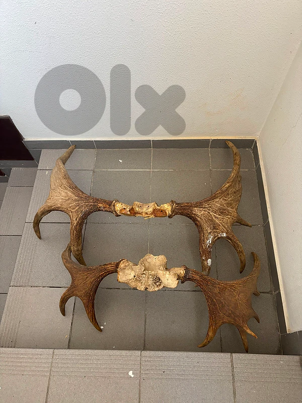 🦌 Authentic Swedish Moose Antlers for Sale 🦌 Authentic Swedish Moose Antlers for Sale