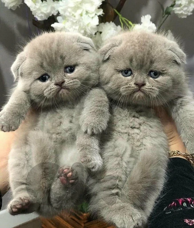 scottish lilac male and female