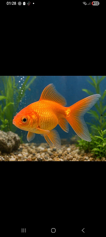 goldfish for sale