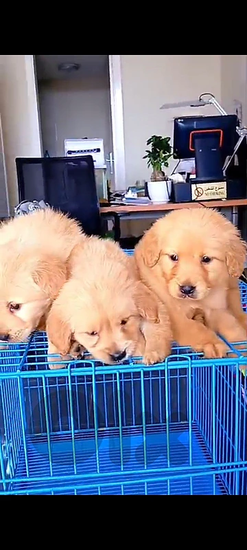 Golden retriever