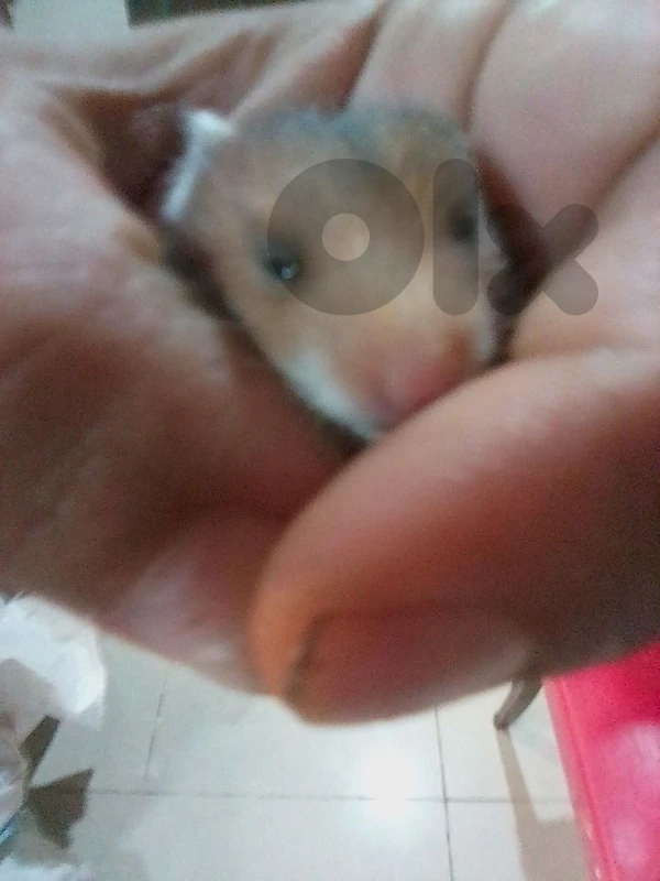 baby hamster