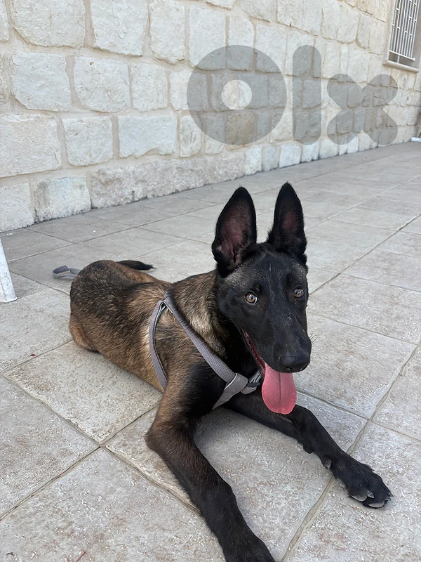 belgian malinois