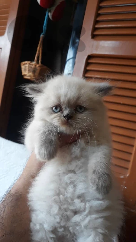 males and females cats